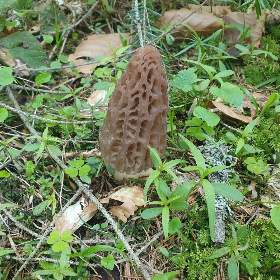 Planinska Koliba Ajdanovici Jelovac Nisicka Visoravan Olovo  外观 照片