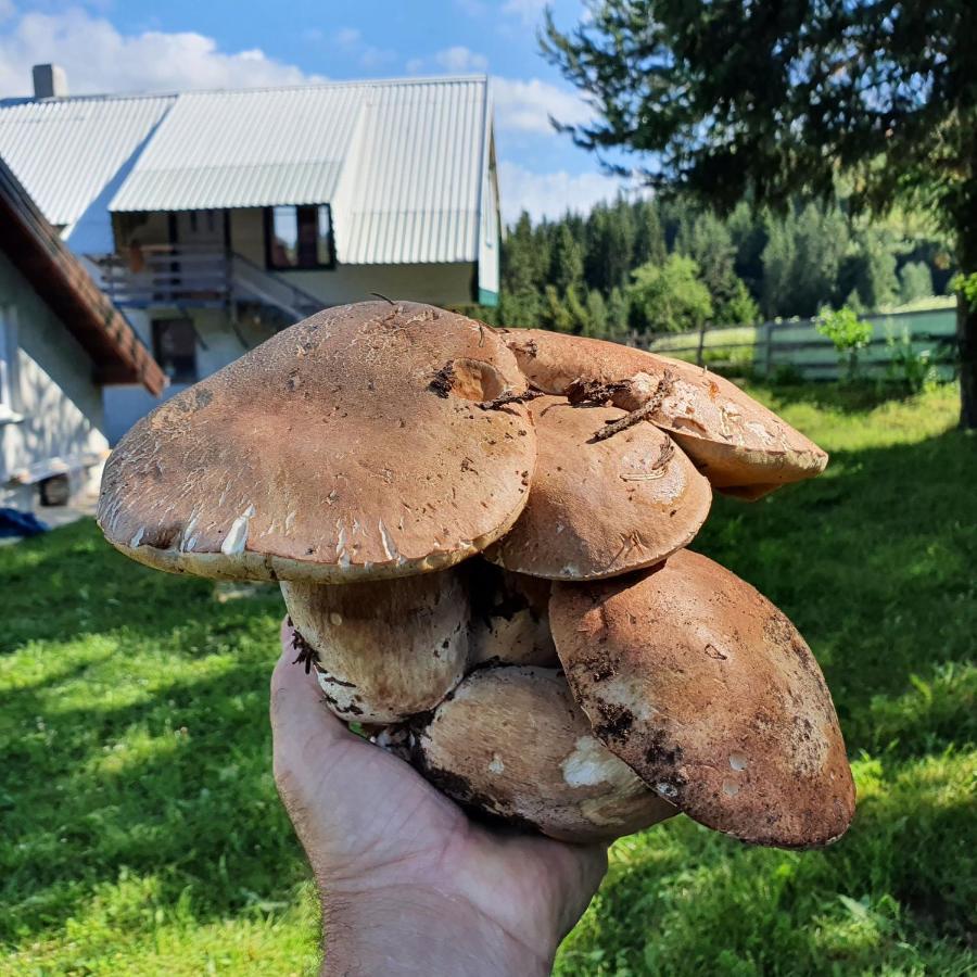 Planinska Koliba Ajdanovici Jelovac Nisicka Visoravan Olovo  外观 照片